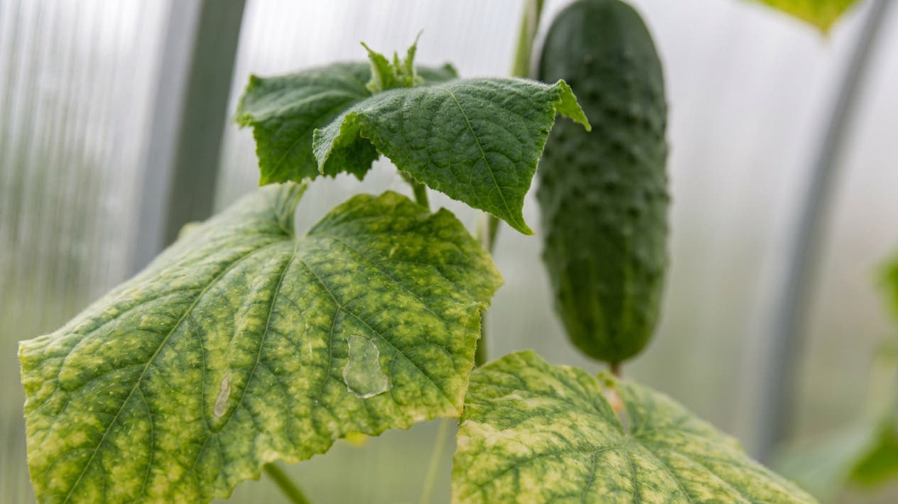 Greenhouse cucumber plant with interveinal yellowing on a lower leaf, the veins still green, a fruit alongside