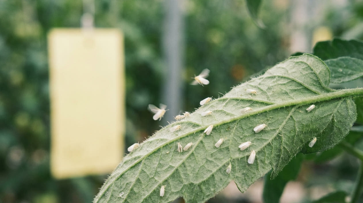 Whiteflies on the underside of a greenhouse tomato leaf with a yellow sticky trap behind