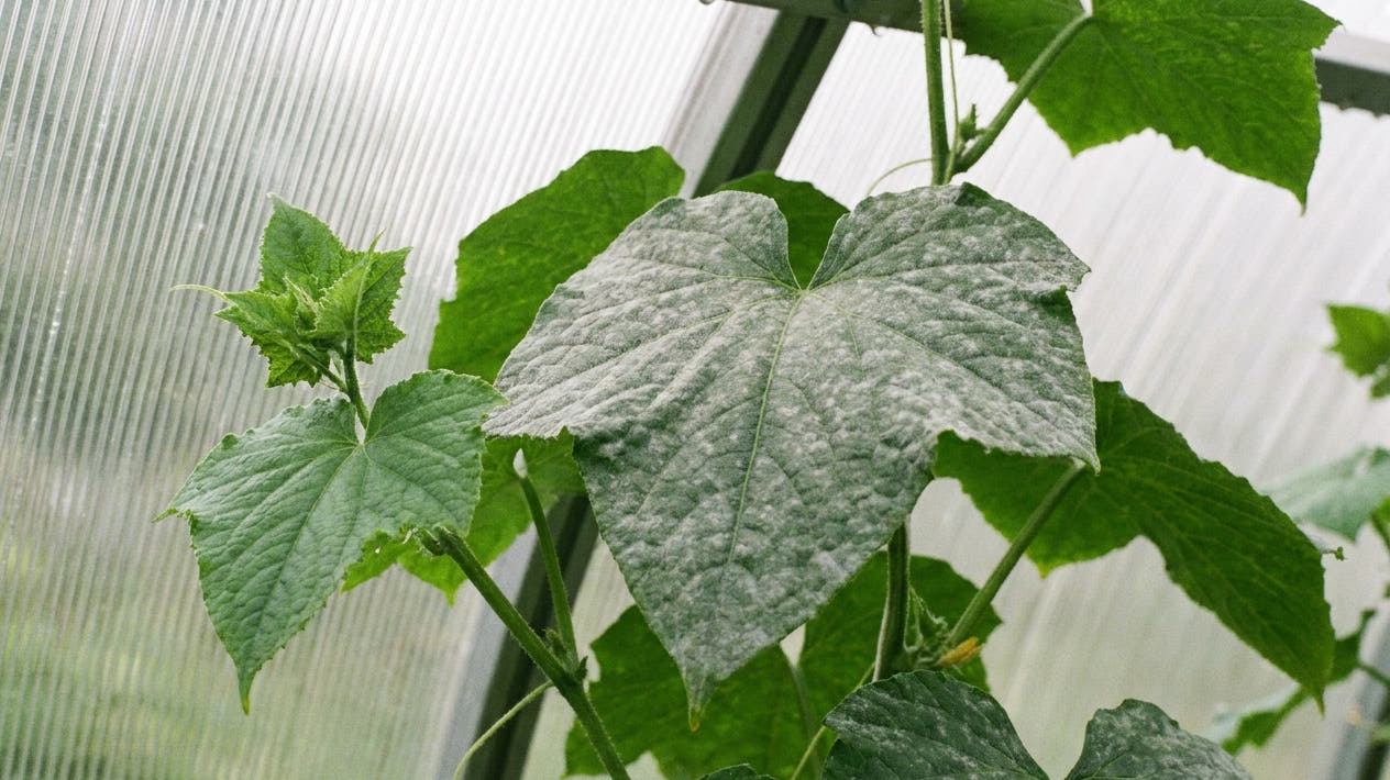 A greenhouse cucumber plant with a white powdery-mildew film dusting the upper leaf surfaces