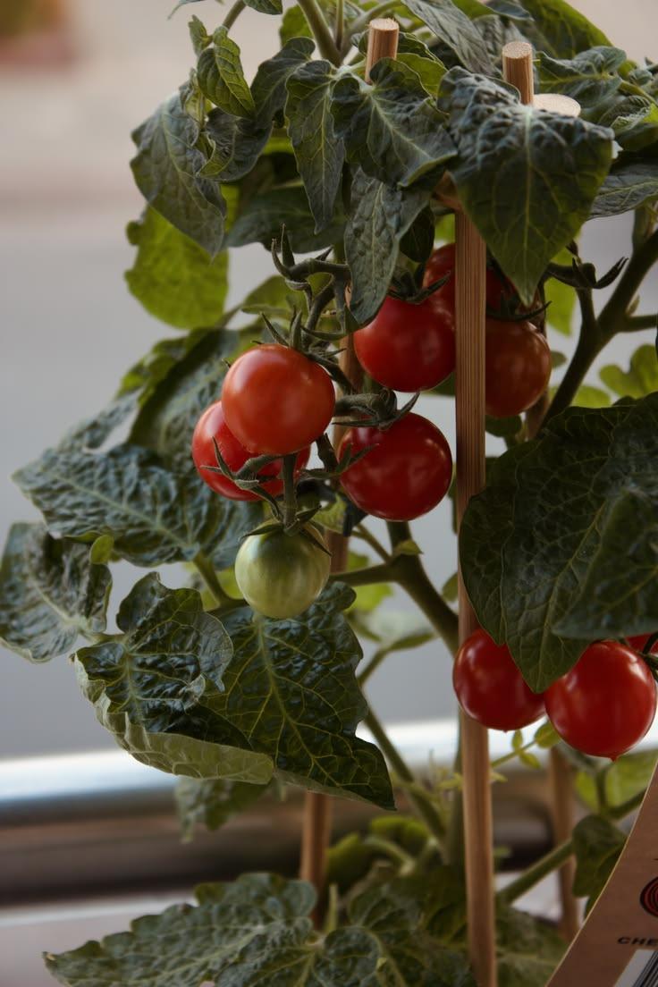 Ripe and green cherry tomatoes on a compact plant supported by bamboo canes