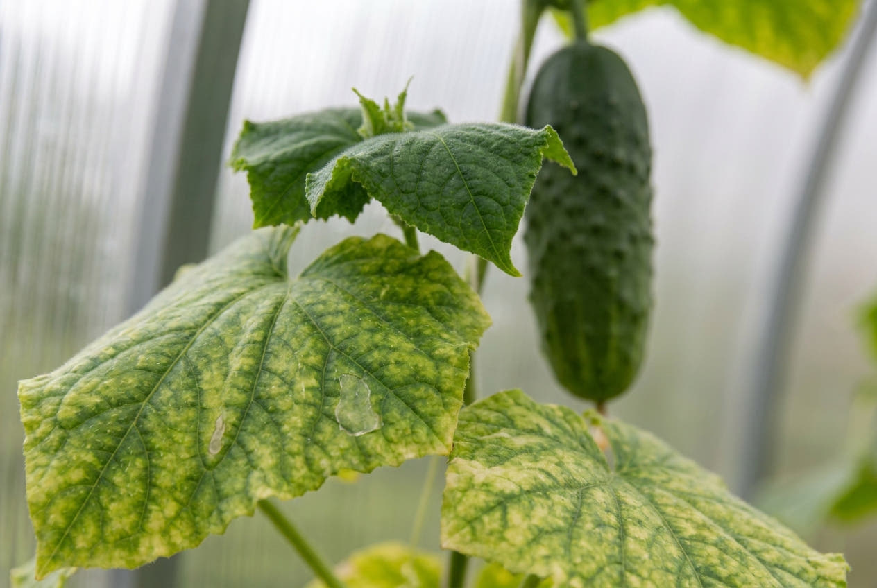 Greenhouse cucumber plant with interveinal yellowing on a lower leaf, the veins still green, a fruit alongside
