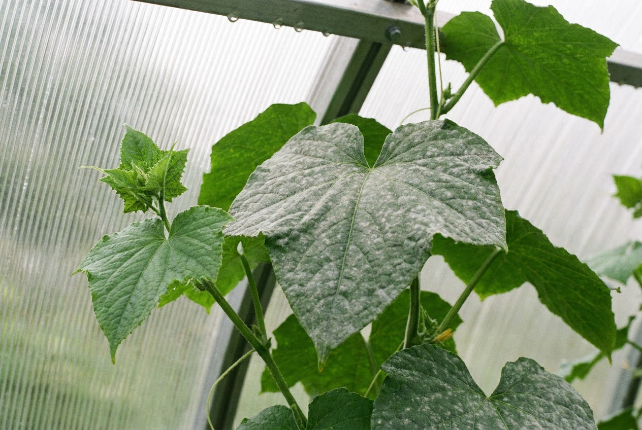 A greenhouse cucumber plant with a white powdery-mildew film dusting the upper leaf surfaces