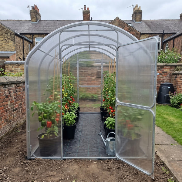 SteelRoot Climber 2.10 greenhouse in a small walled garden, door open, tomatoes, peppers and basil in pots